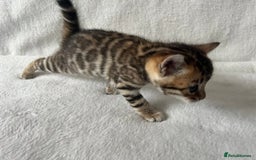 Bengal cats for sale: Baby bengals - Image 10