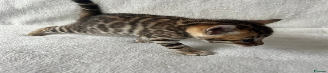 Bengal Kitten 2