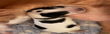 Black and white merle female cocker spaniel 