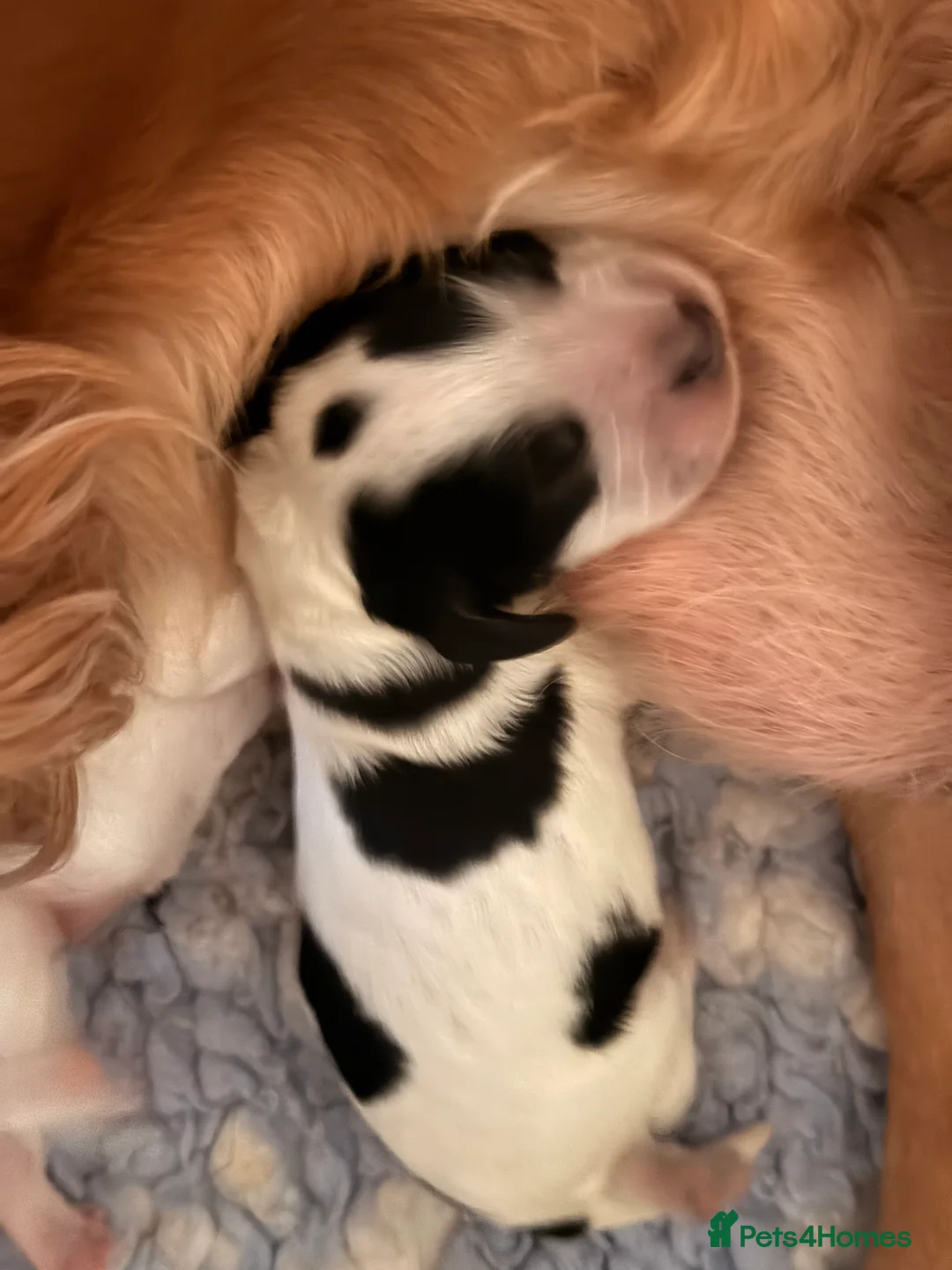 Cocker Spaniel dogs for sale: 2 x female cocker spaniel’s  - Advert 2