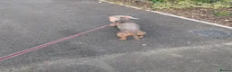 Dachshund dogs for stud: Stud  - Advert 1