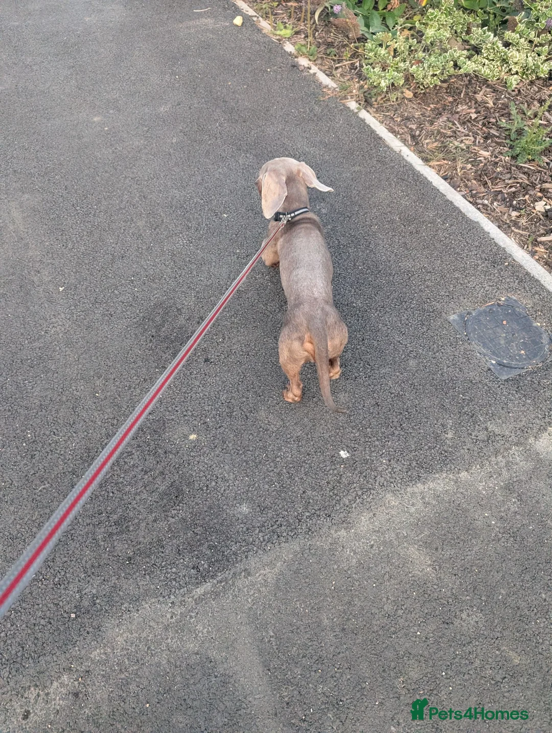 Dachshund dogs for stud: Stud  - Advert 1