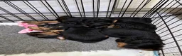 Yorkshire Terrier dogs for sale: Gorgeous litter of Yorkshire terriers - Advert 4