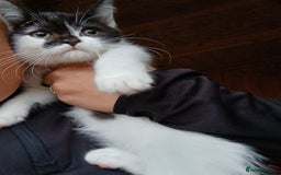 Mixed Breed cats for sale: 2 adorable girl 🥰 - Image 4