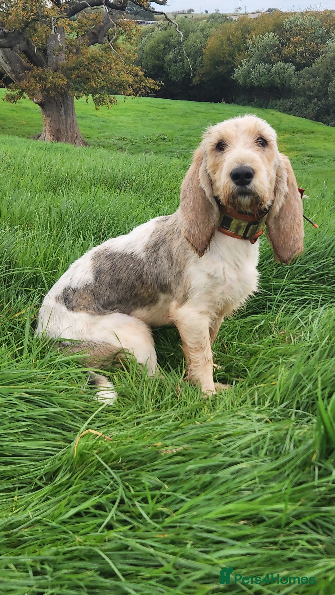 Basset Griffon Vendeen dogs for sale: Griffon grand bassets  - Advert 6