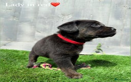 Mixed Breed dogs for sale: Gorgeous st weilers  - Image 10