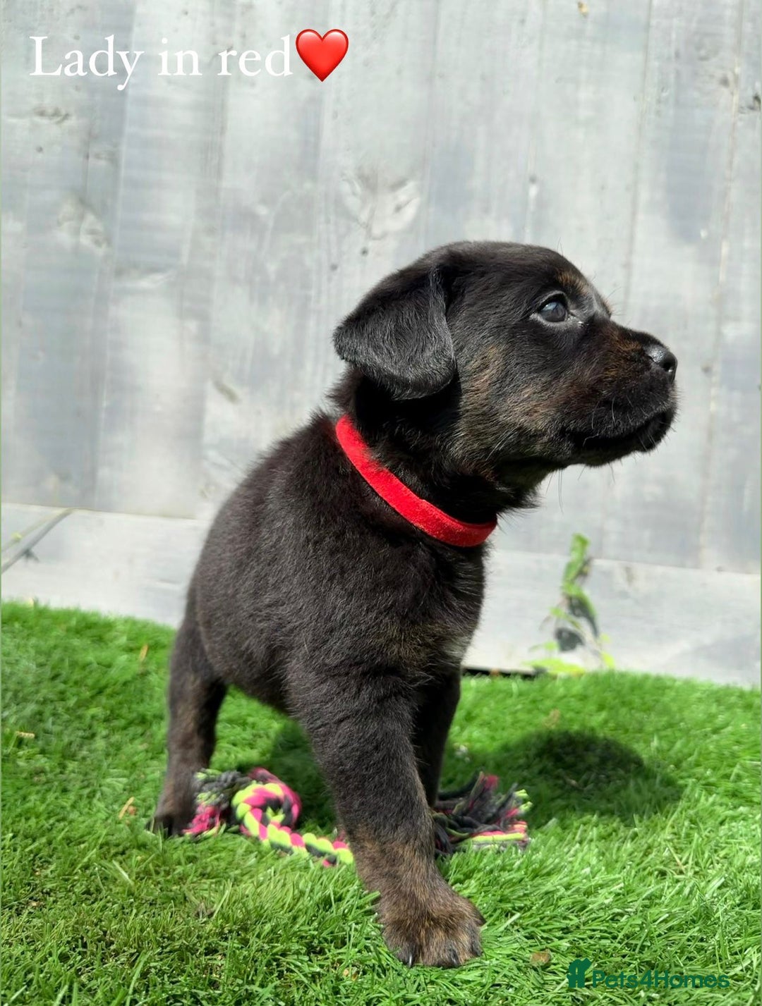 Mixed Breed dogs for sale: Gorgeous st weilers  - Image 10