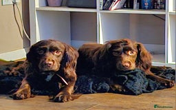 English Springer Spaniel dogs for sale: SAD REHOMING - Image 4