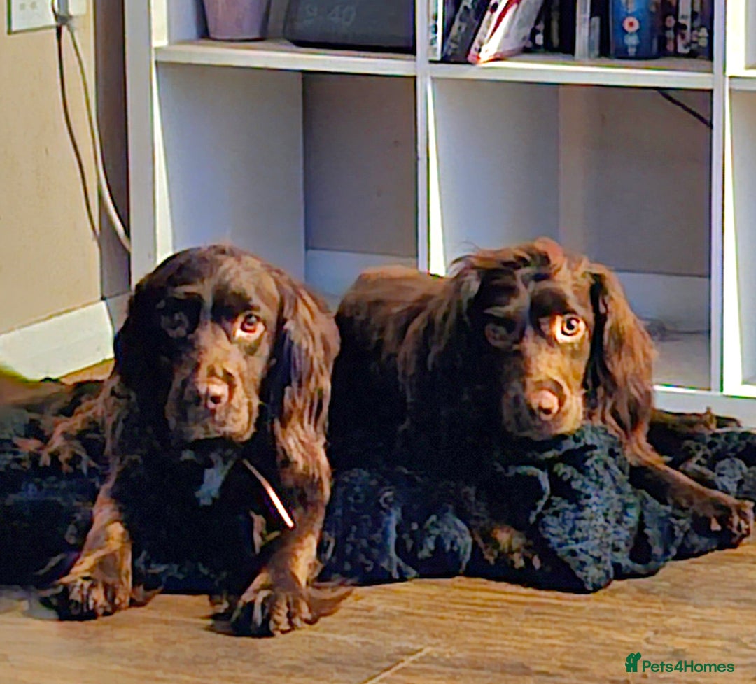 English Springer Spaniel dogs for sale: SAD REHOMING - Image 4