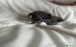 Whippet dogs for sale: kc registered Whippets  - Image 2