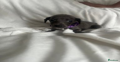 Whippet dogs - Advert 1