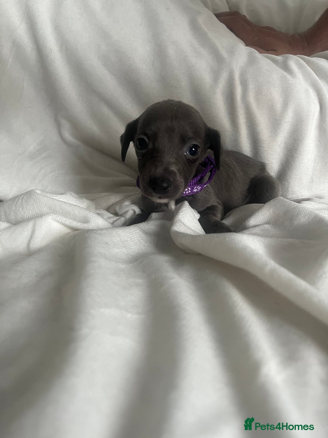 Whippet dogs for sale: kc registered Whippets  - Image 2