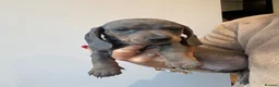 Dachshund dogs for sale: 1 female 4 male beautiful dachshund puppies  - Advert 13