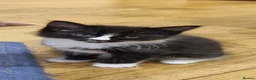 Domestic Shorthair cats for sale: 5 Gorgeous Kittens for Sale - Advert 5