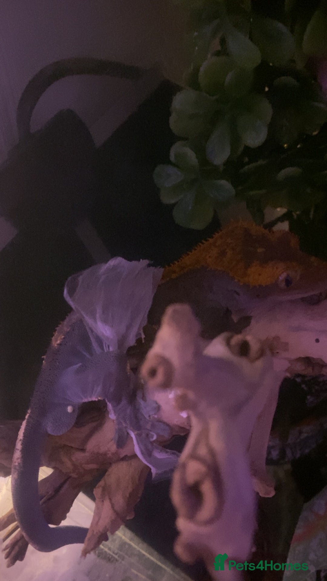 Gecko reptiles for sale: Tuko the crested gecko - Image 13