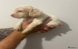 Cocker Spaniel dogs for sale: Working Cocker Spaniels - Image 9