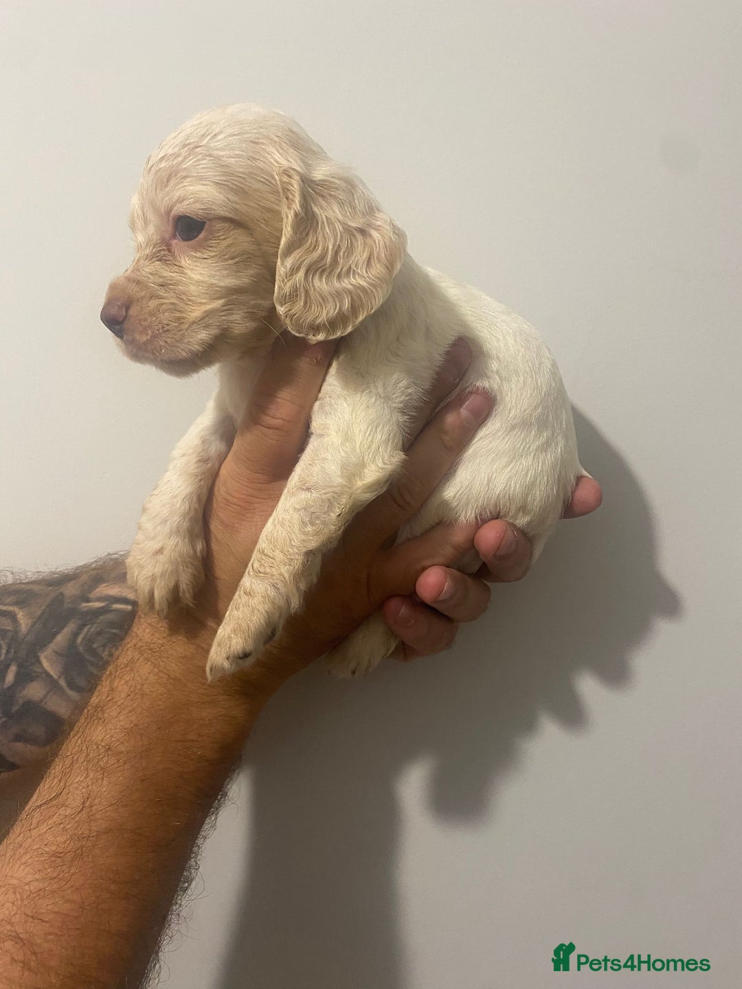 Cocker Spaniel dogs for sale: Working Cocker Spaniels - Image 9