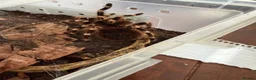 Tarantulas invertebrates for sale: Tarantulas for sale in Warrington - Advert 7