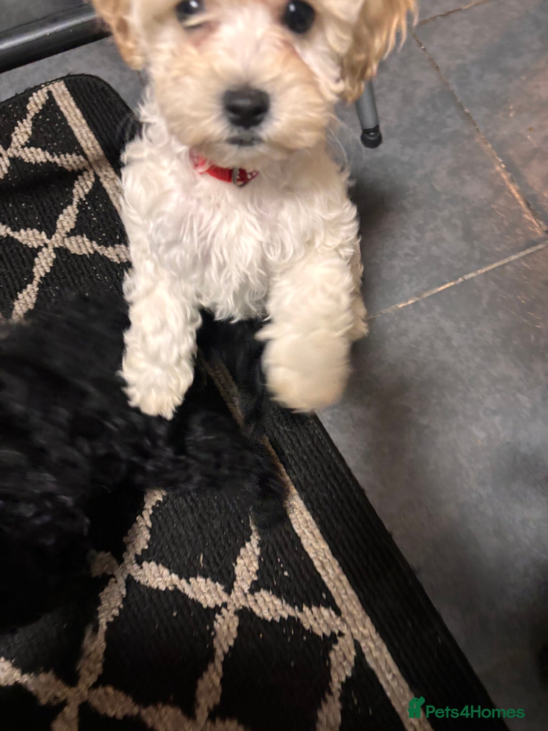 Cockapoo dogs for sale: 3 fluffy miniature cockpoo puppy’s  - Image 32
