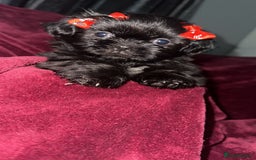 Shih Tzu dogs for sale: Shih Tzu Puppies  - Image 7