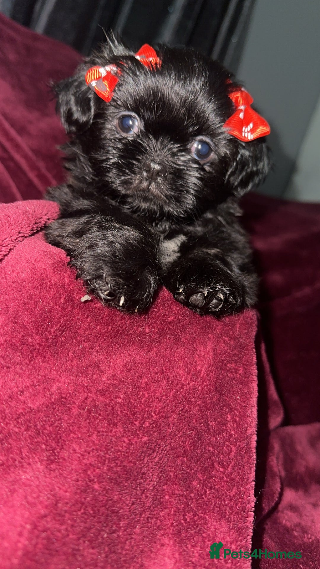 Shih Tzu dogs for sale: Shih Tzu Puppies  - Image 7