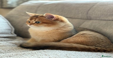 British Shorthair cats READY 2 Black Golden / Corin BSH boys - Advert 2