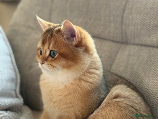 British Shorthair cats READY 2 Black Golden / Corin BSH boys - Advert 2