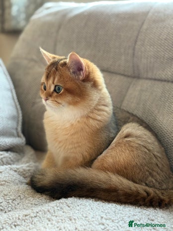 British Shorthair cats READY 2 Black Golden / Corin BSH boys - Advert 4