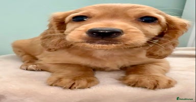 Cockapoo dogs - Advert 6