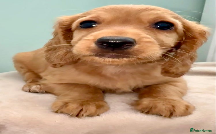 Cockapoo dogs - Advert 3