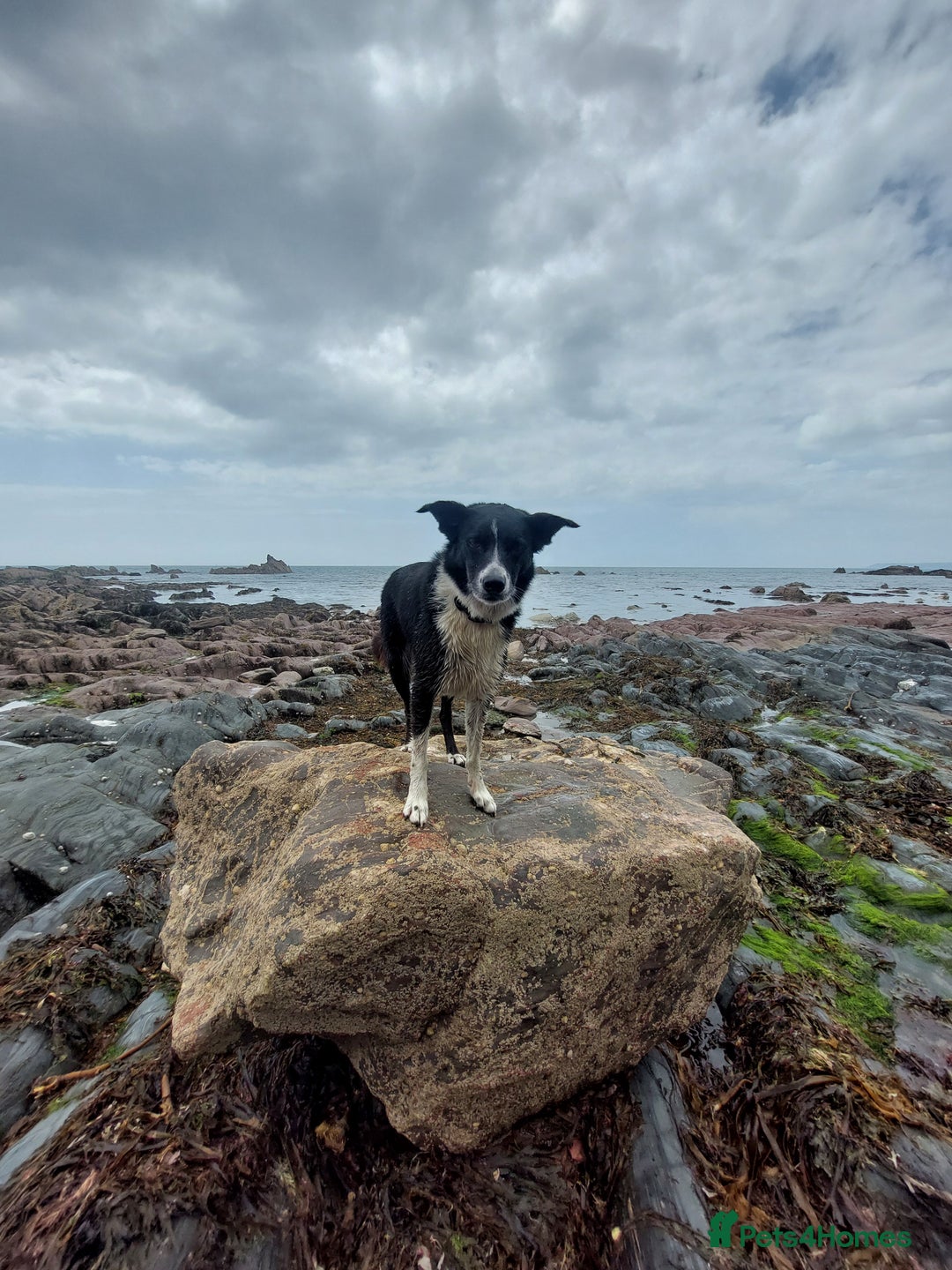 Border Collie dogs for sale: Female Short Hair Border Collie - Advert 12