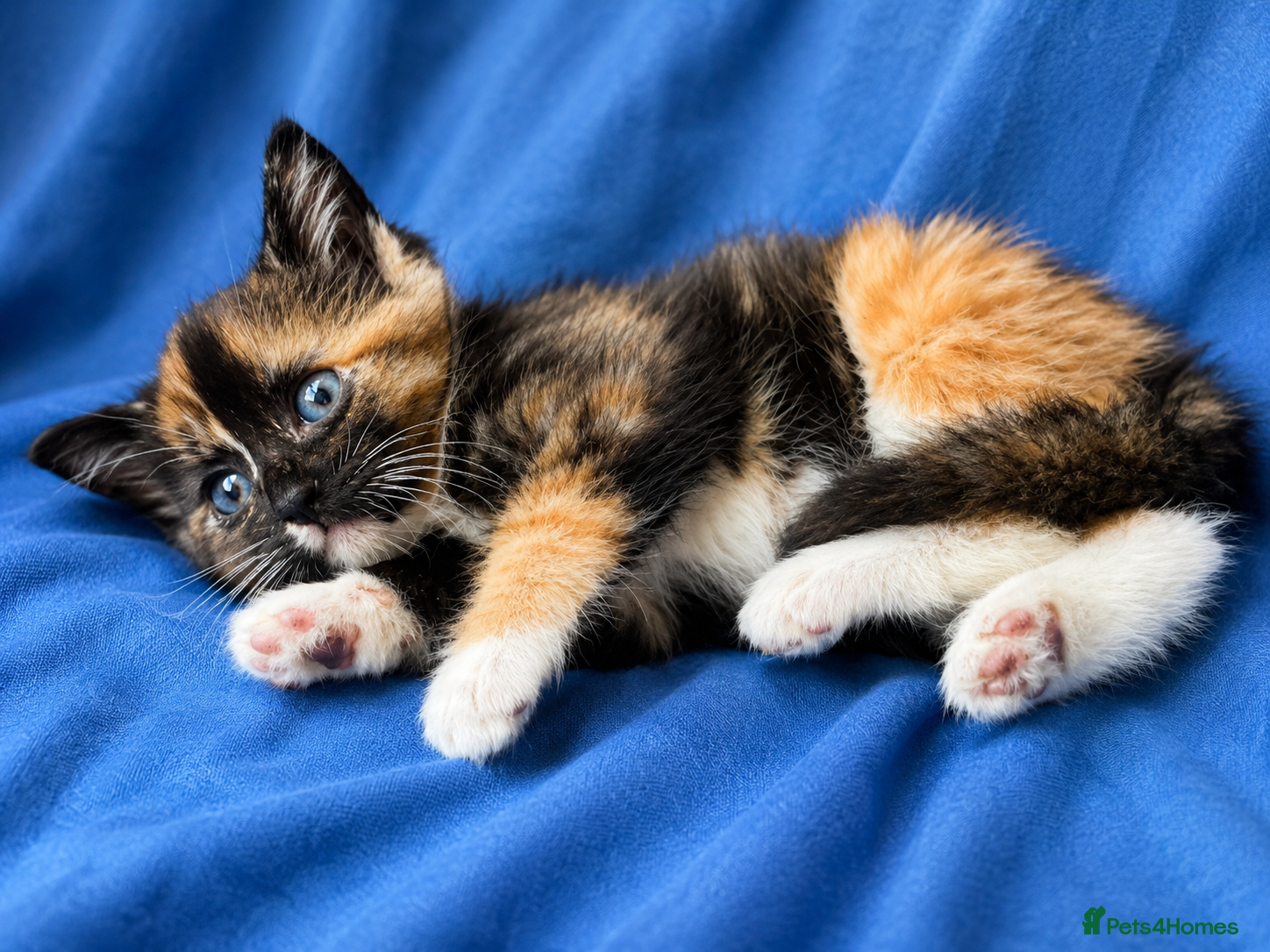 Ragdoll cats for sale: Beautiful Ragdoll cross kittens - Advert 3
