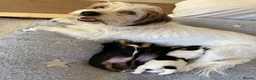 Jack Russell dogs for sale: Gorgeous Jack Russell Puppies  in Newbury - Advert 10
