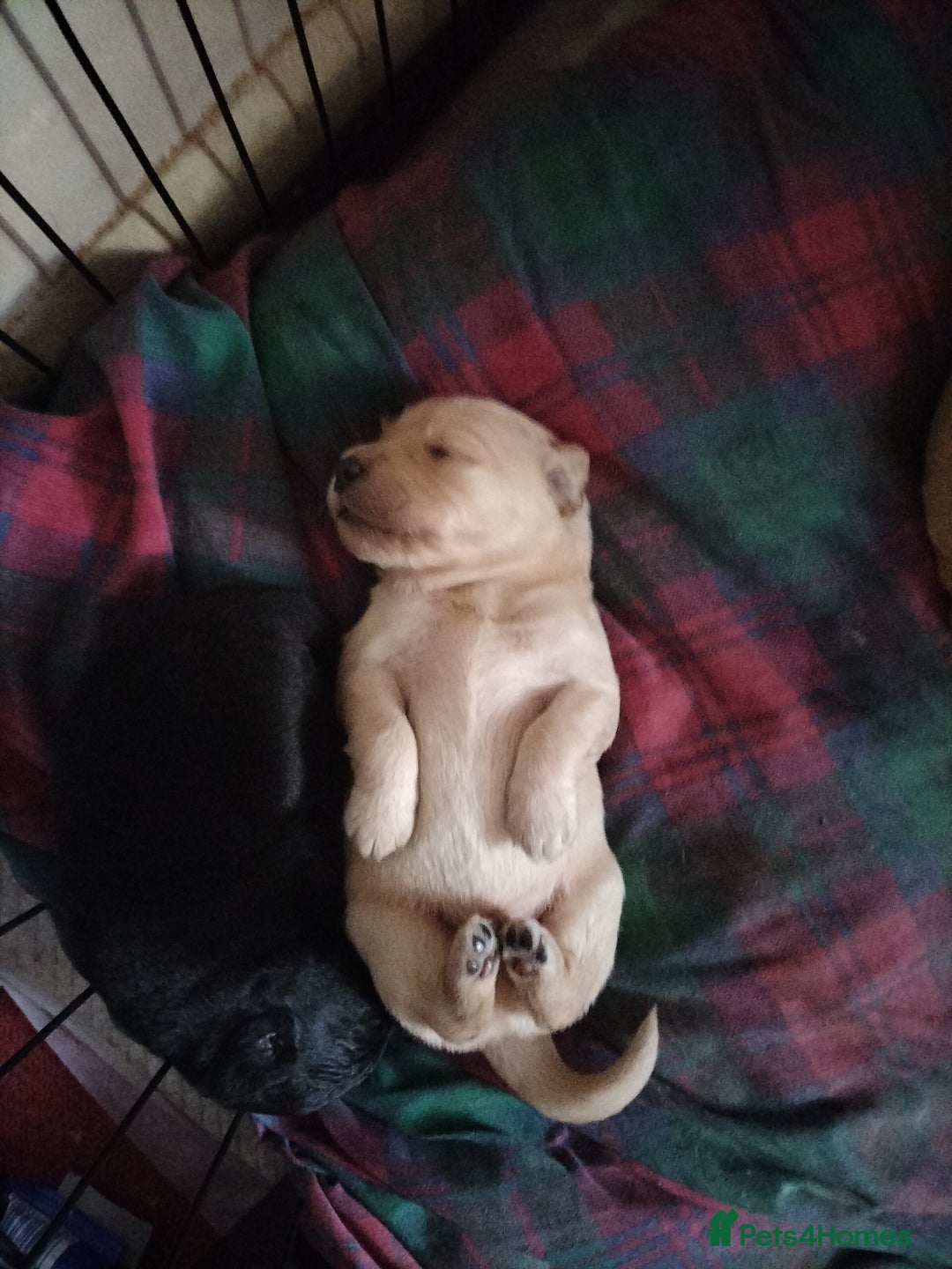 Labradoodle dogs for sale: Beautiful labradoodle puppies for sale  - Advert 3