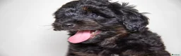 Havapoo dogs for sale: 3 Havapoo. 5 star breeder. - Advert 4
