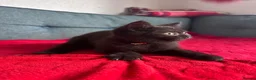 British Shorthair cats for sale: British shorthair - ready now  - Advert 12