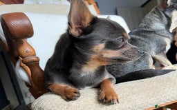 Chihuahua dogs for sale: Best quality Pedigree Puppies KC  - Image 5