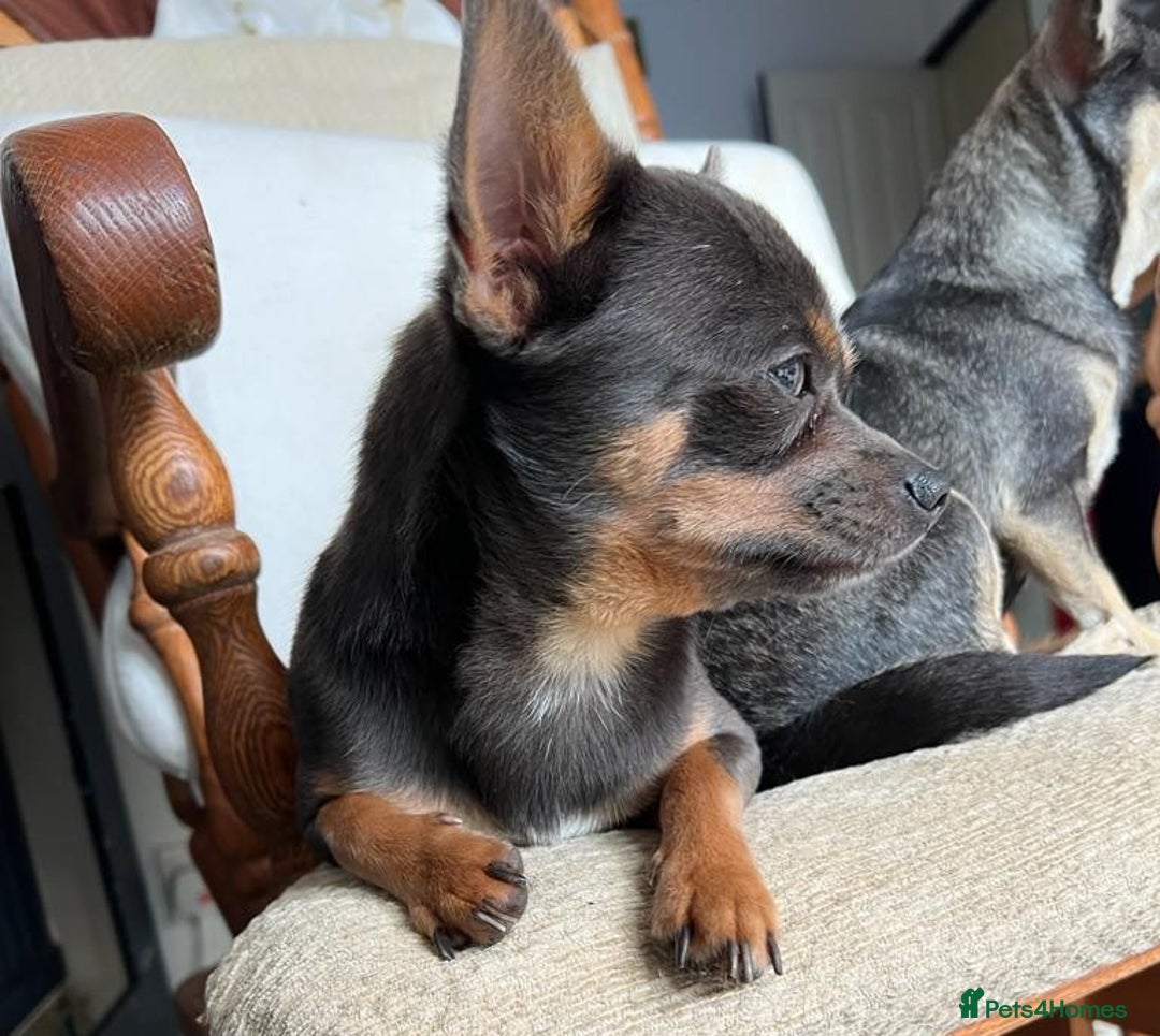 Chihuahua dogs for sale: Best quality Pedigree Puppies KC  - Image 5