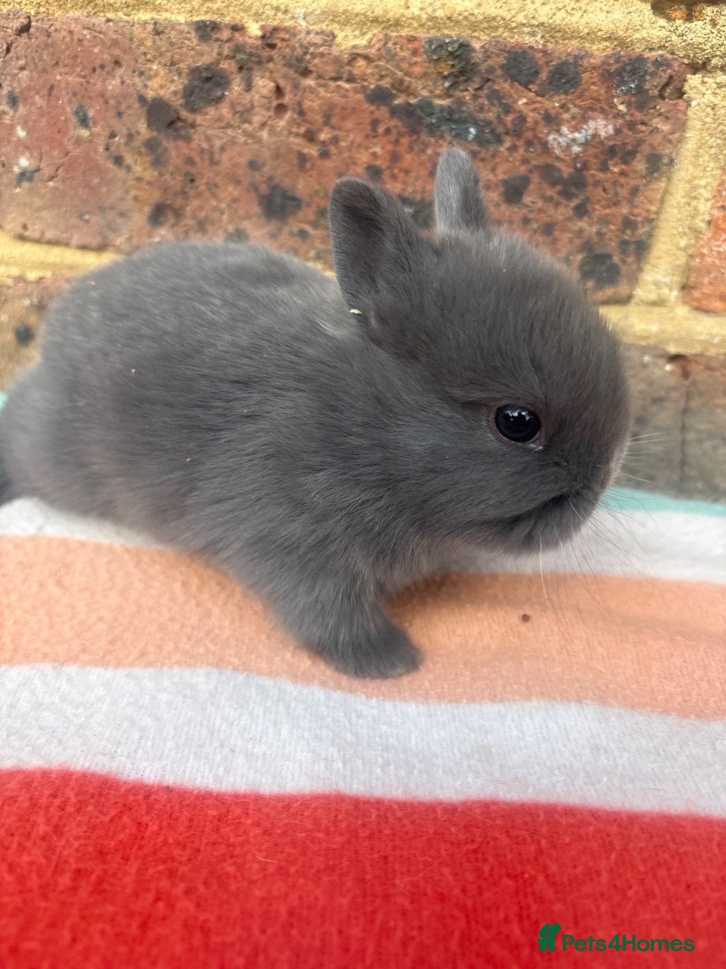 Netherland Dwarf rabbits Sweet blue Netherland Dwarf bunnies  - Advert 15