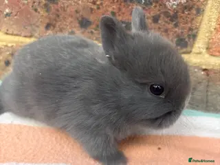 Netherland Dwarf rabbits Sweet blue Netherland Dwarf bunnies - Advert 15