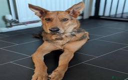 Mixed Breed dogs for adoption: Majestic Charlie  - Advert 10