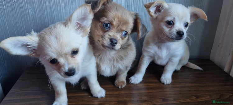 Chihuahua dogs - Advert 2