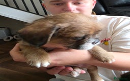 Mixed Breed dogs for sale: Reduced French bulldog x pomeranian pups 8 wks  - Image 3