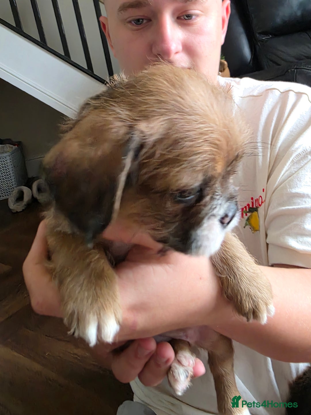 Mixed Breed dogs for sale: Reduced French bulldog x pomeranian pups 8 wks  - Image 3