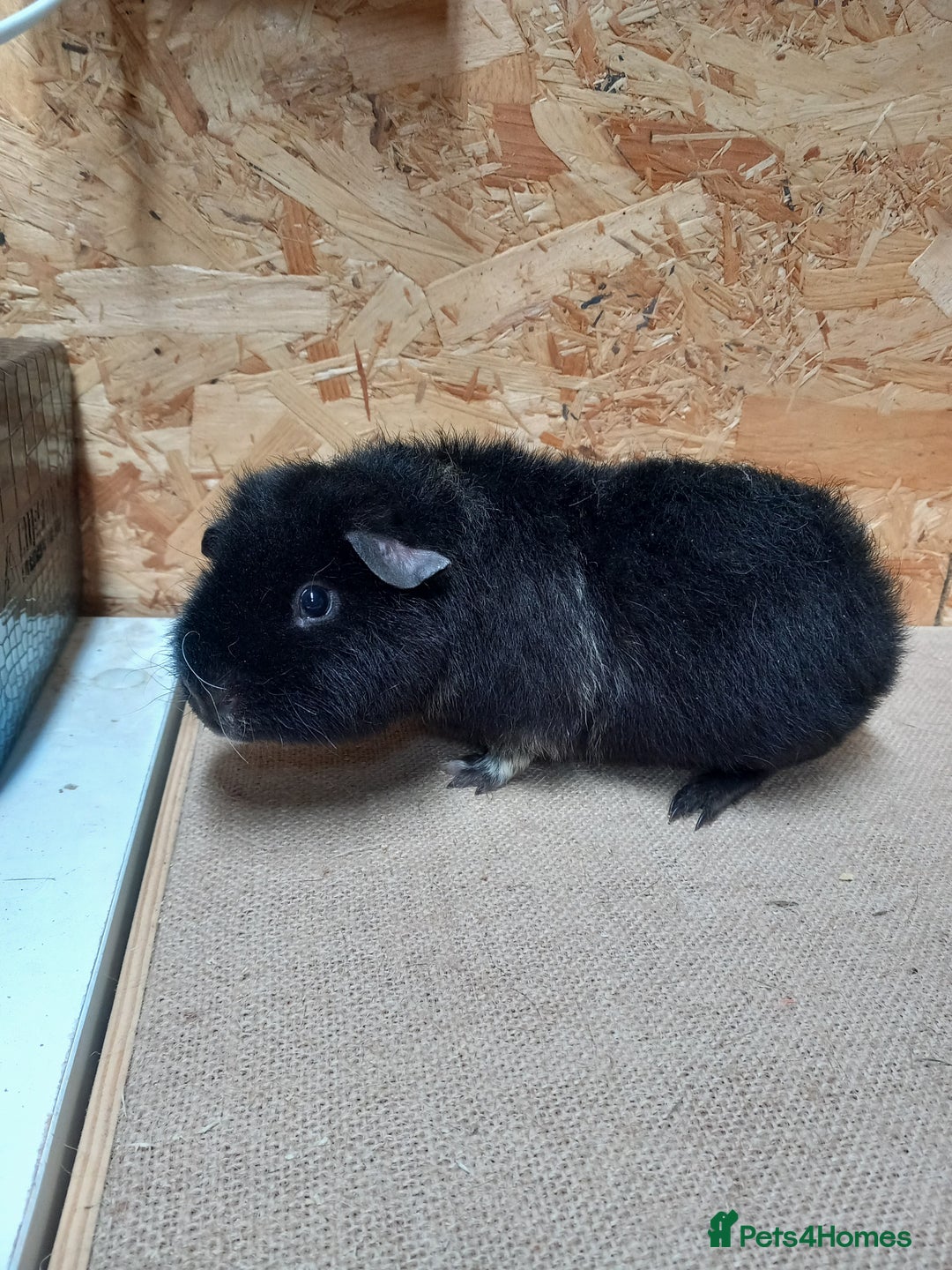 Guinea Pig rodents for sale: Teddy guinea pigs  - Advert 4
