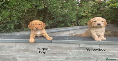 Cocker Spaniel dogs - Advert 2