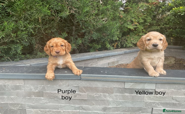 Cocker Spaniel dogs - Advert 1