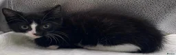 Mixed Breed cats for sale: Stunning mixture of kittens - Advert 7