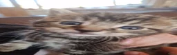 British Longhair cats for sale: 4 longhaird kittens  in Cleckheaton - Advert 1