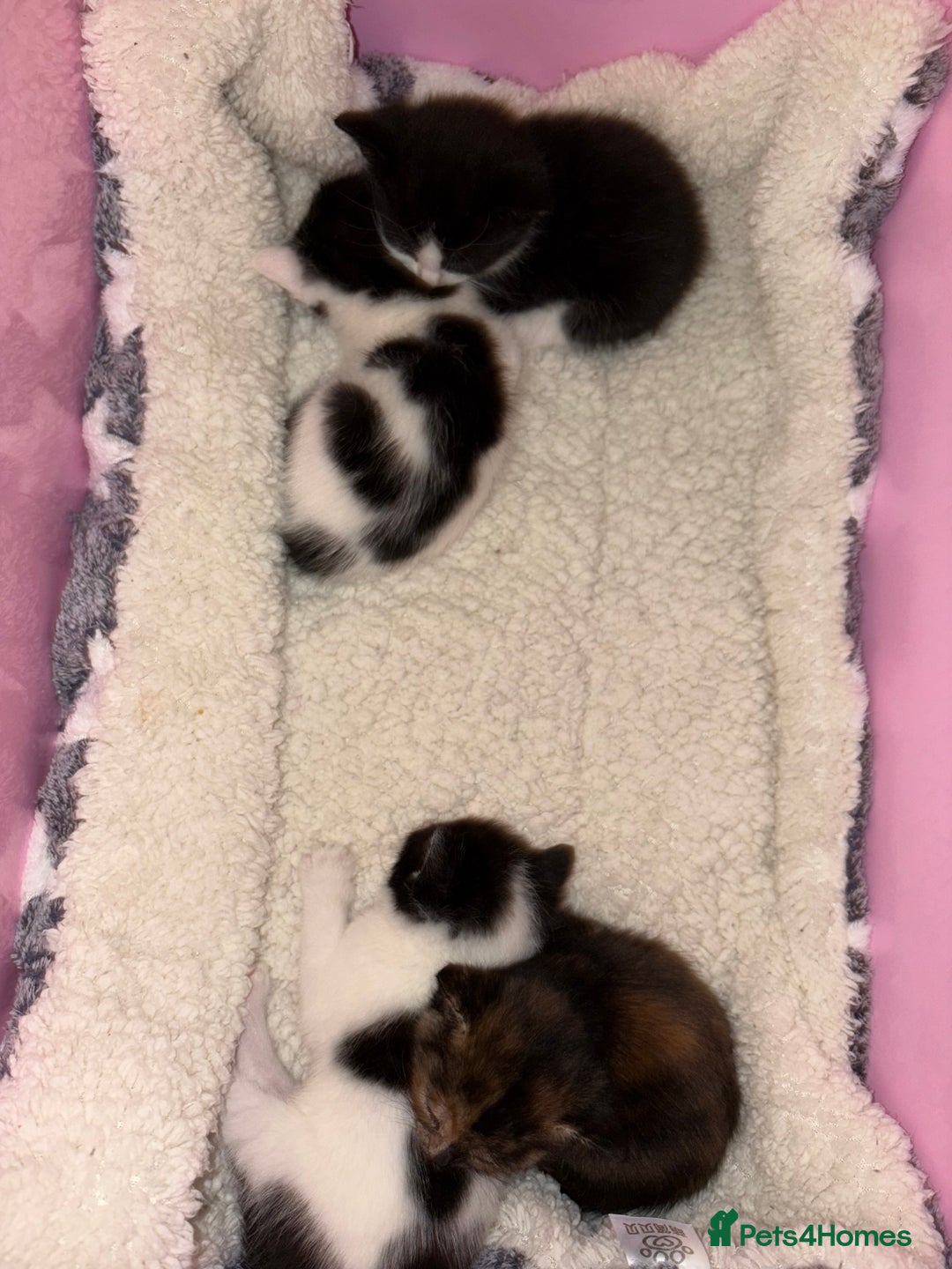 Mixed Breed cats for sale: Mixed breed kittens 8 weeks for sale  - Image 11